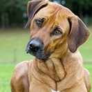 ralf pic